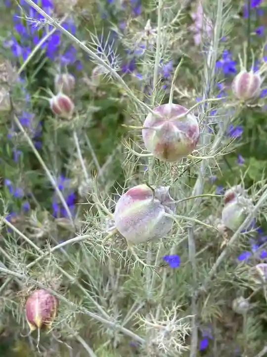 埼玉厄除け開運大師・龍泉寺(切り絵御朱印発祥の寺)の自然