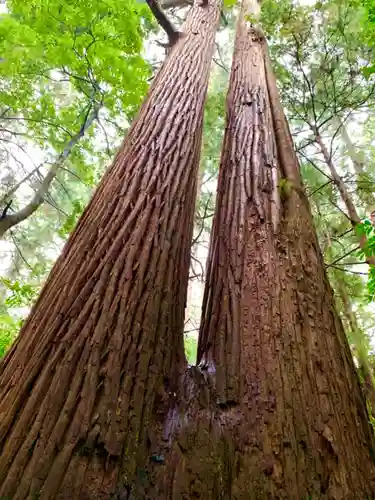 若狭彦神社（上社）の自然