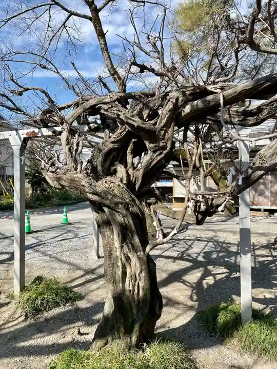 日限富士浅間神社(栃木県)