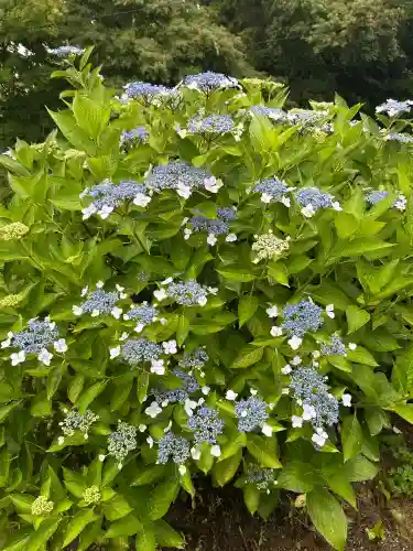 粟井神社(香川県)