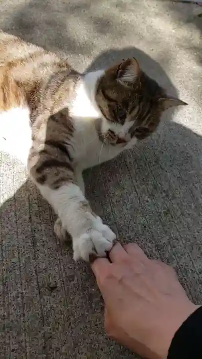 荻窪白山神社(東京都)