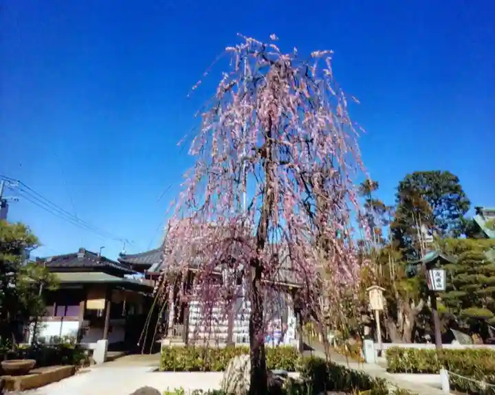常性寺(東京都)