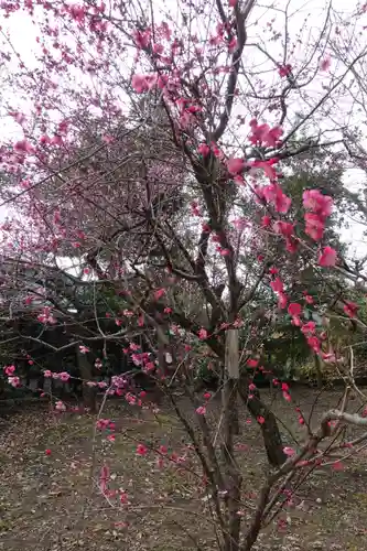 北野天満宮の庭園