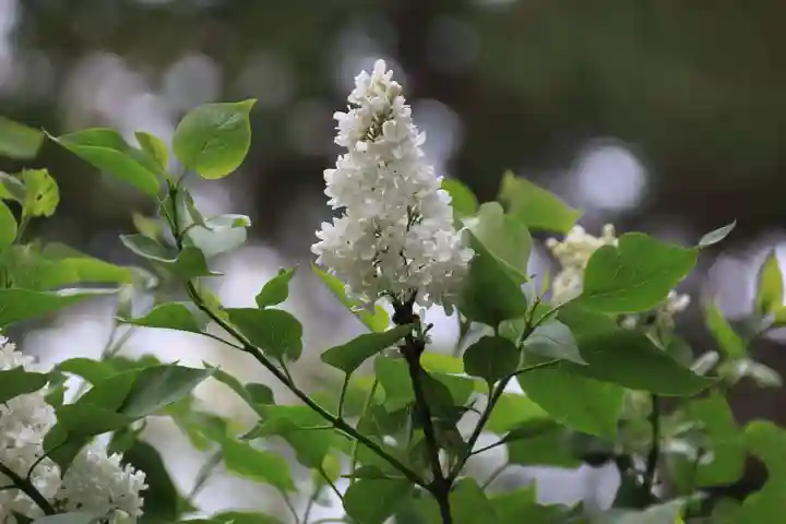 阿久津「田村神社」(郡山市阿久津町)旧社名:伊豆箱根三嶋三社の自然
