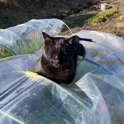 高司神社〜むすびの神の鎮まる社〜(福島県)