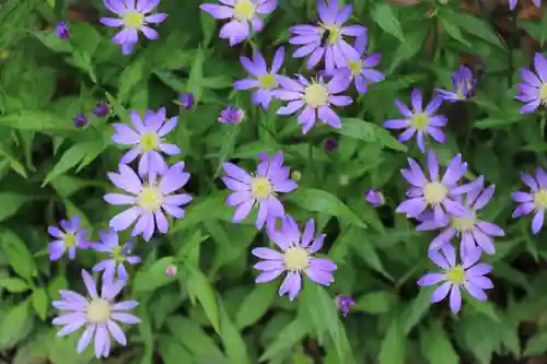 阿邪訶根神社の自然