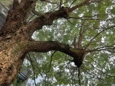 泥江縣神社(愛知県)