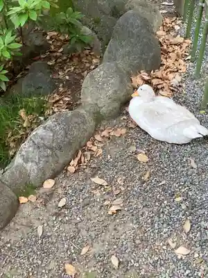 平塚八幡宮(神奈川県)