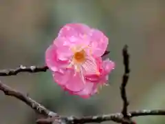 石稲荷神社の自然