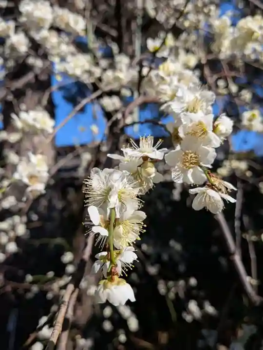 玄国寺(東京都)
