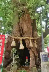 妻田神社の自然