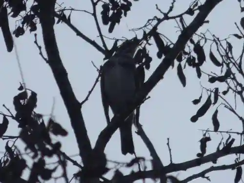 留辺蘂神社の動物
