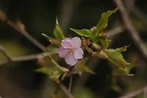 大國主神社の自然