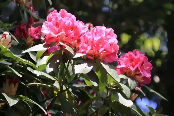 阿邪訶根神社の庭園