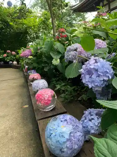 般若寺 ❁﻿コスモス寺❁の自然