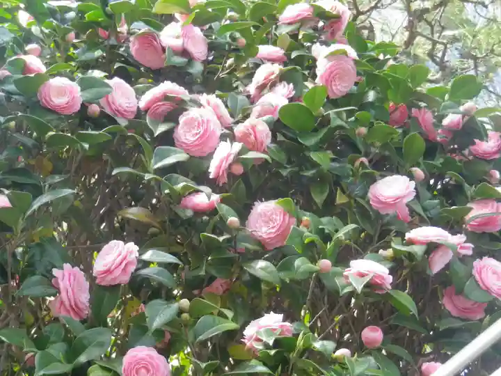 星井寺(虚空蔵堂)の自然