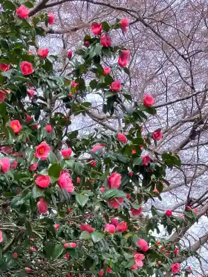 櫻井神社(新潟県)
