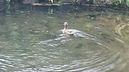 淺間神社（忍野八海）の動物