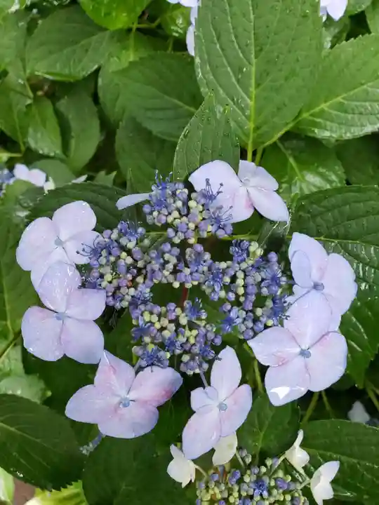 鳩森八幡神社の自然