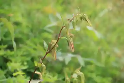 三春大神宮の自然