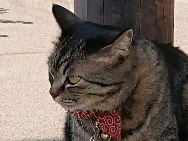 前玉神社の動物