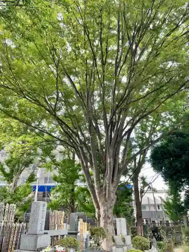 泉龍寺(東京都)