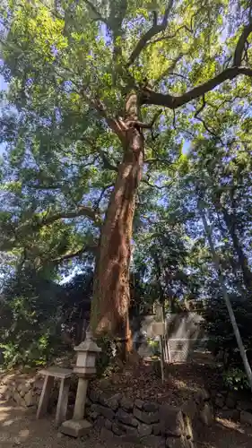 水主神社・樺井月神社・衣縫神社(京都府)