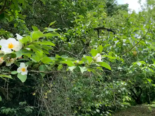 華藏寺(梅澤不動尊) の自然