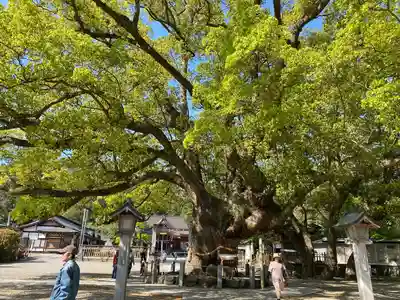 大麻比古神社(徳島県)