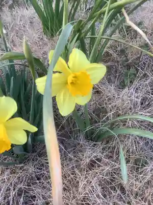 天王社（勝川新町）の自然