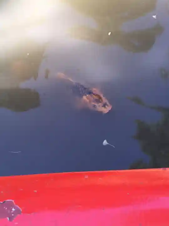 高幡不動尊 金剛寺の動物