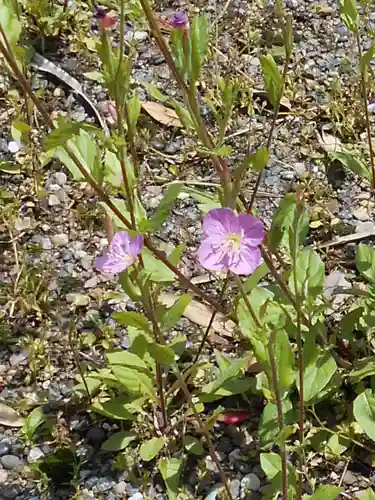小名浜鹿島神社の自然