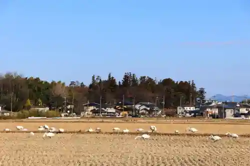 隠津島神社の動物