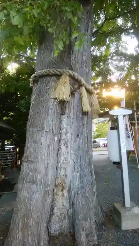 札幌諏訪神社の自然