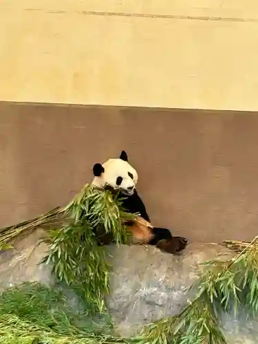 闘鶏神社(和歌山県)