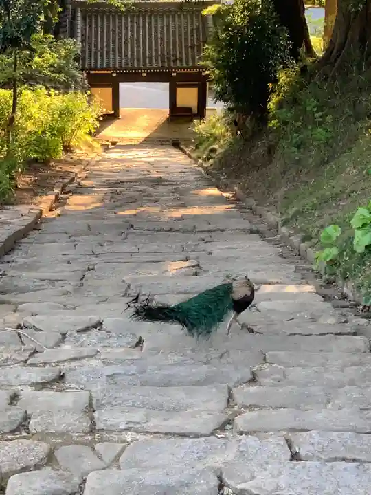 楽法寺(雨引観音)の動物