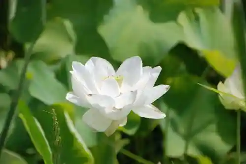 浄名寺(山口県)