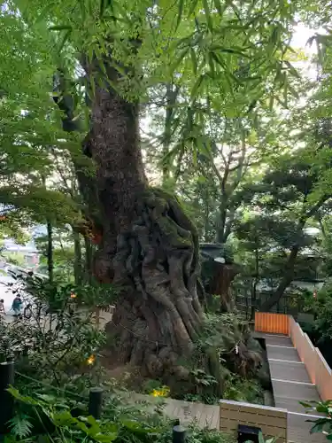 來宮神社の自然