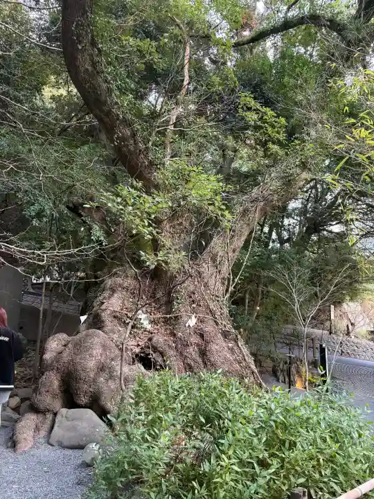 來宮神社の{uncategorized: "未分類", other: "その他", undefined: "問題あり", building: "その他建物", grave: "お墓", sacred_gate: "鳥居", guardian: "狛犬", statue: "像", buddha: "仏像", history: "歴史", nature: "自然", garden: "庭園", animal: "動物", pagoda: "塔", temizu: "手水舎", mountain_gate: "山門・神門", sanctuary: "本殿・本堂", subordinate: "末社・摂社", art: "芸術", scenery: "景色", jizo: "地蔵", ema: "絵馬", goshuin: "御朱印", omikuji: "おみくじ", items: "授与品その他", amulet: "お守り", goshuincho: "御朱印帳", eats: "食事", festival: "お祭り", votive_dance: "神楽", shichigosan: "七五三参", wedding: "結婚式", experience: "体験その他", initially: "初詣", around: "周辺", anti_infection: "感染症対策"}