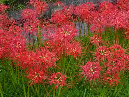 横浜　西方寺の自然