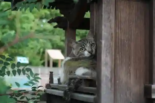 天王坊稲荷神社の動物