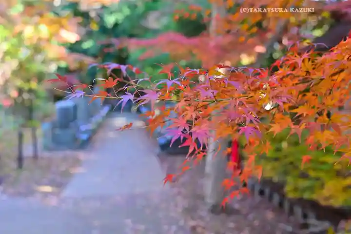 本土寺(千葉県)