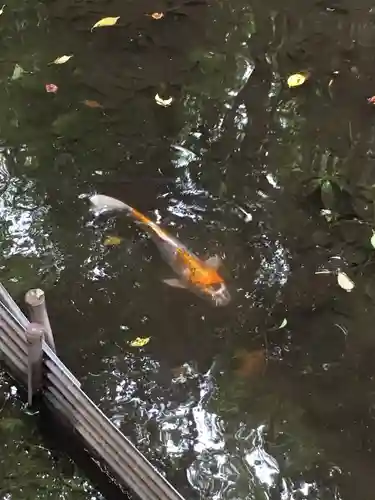 出雲大社相模分祠の動物