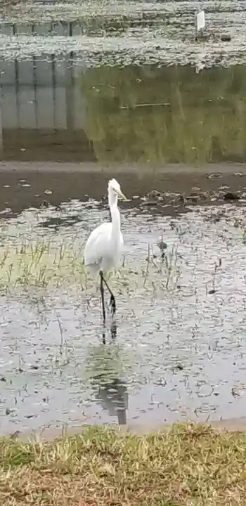 花之木稲荷神社の動物