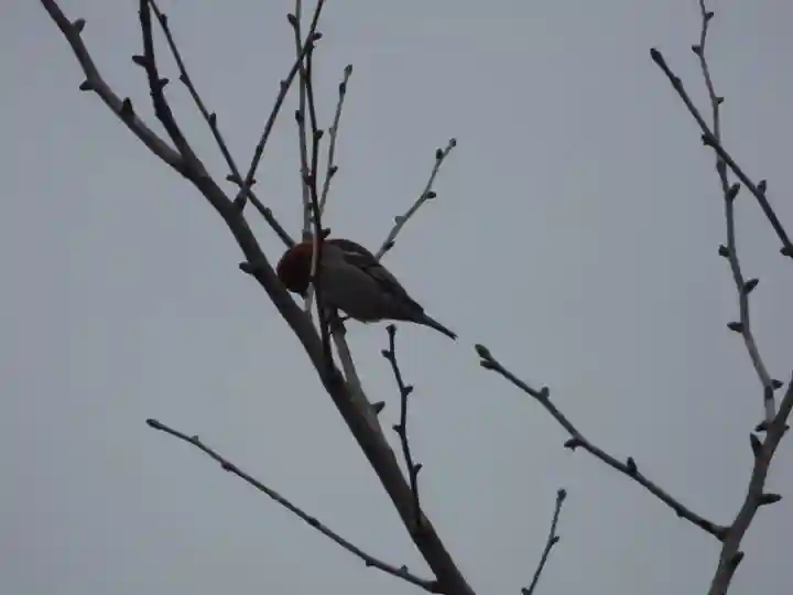 留辺蘂神社の動物