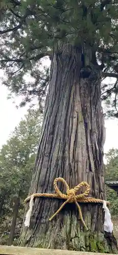 北口本宮冨士浅間神社の自然