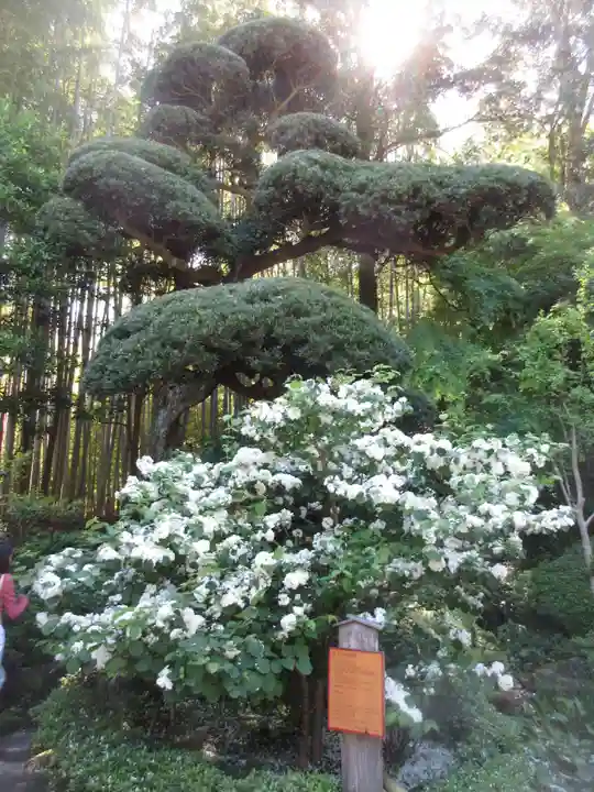 報国寺(神奈川県)