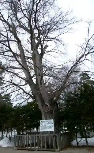 旭川神社の自然