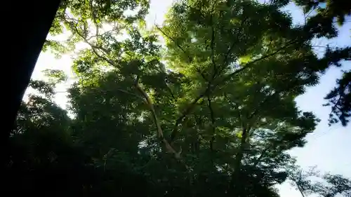 尾張大國霊神社（国府宮）の自然