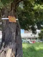 八幡社(松新町)の自然